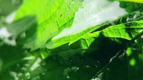 Transparent drop of water on fresh leaf reflect light Stock Footage 235350410