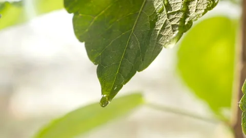 Transparent drop of water on a green leaf. Close-up. Slow motion Stock Footage 127701954