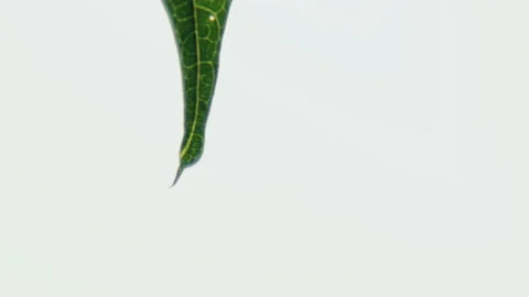 Transparent drop of water slowly flows down fresh leaf Stock Footage 236708244