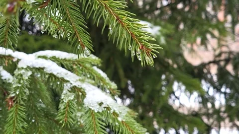 Transparent droplets from melting snow fall from the green branches of a fir tre Stock Footage 309055476