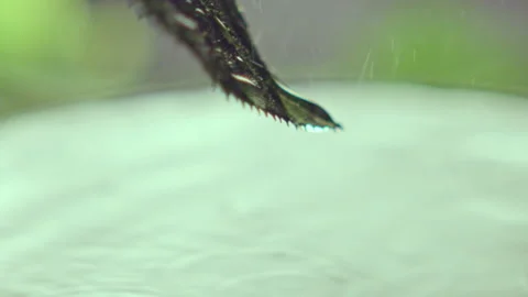 Transparent drops flow from green leaf falling into water Stock Footage 237004296