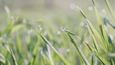 Transparent drops of pure dew on fresh green grass in the early morning in the Stock Footage 140338722