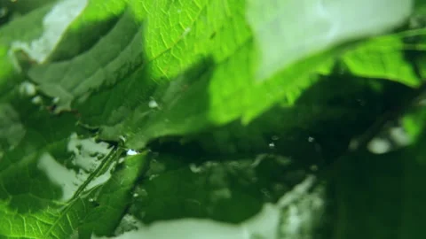 Transparent drops of rain fall on green leaves of trees Stock Footage 237004036