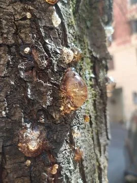 Transparent drops of resin on the tree Stock Photos
