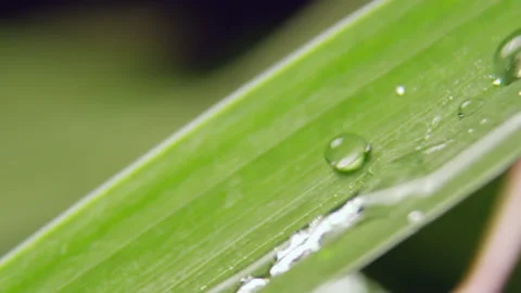 Transparent drops of summer rain fall on long green leaf Stock Footage 237004198