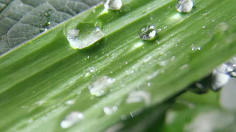 Transparent drops of water flow down fresh green leaf Stock Footage 234319679