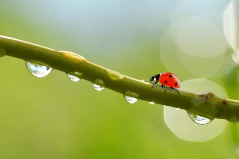 Transparent drops of water witch ladybug on branch of tree close up. Stock Photos