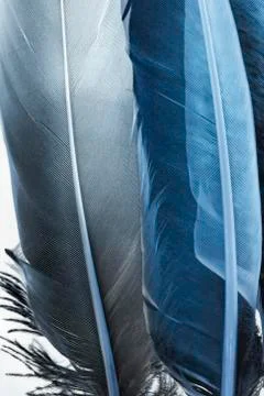 Transparent feathers Фото