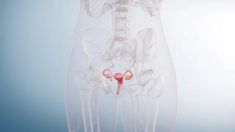 Transparent female body highlighting ectopic pregnancy sites 스톡 동영상 345012986
