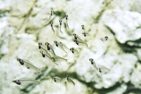 Transparent fish larvae with fishbone Stock Photos