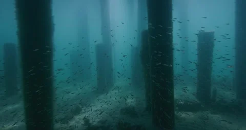Transparent  Fish Swims Under The Jetty Pylons Stock Footage 317806147