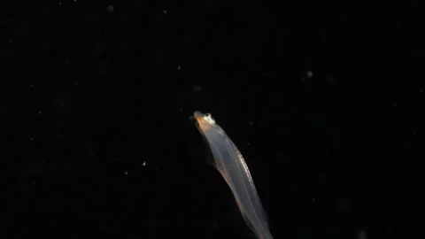 Transparent Flatfish Larva Lateral to Top View in Night Dive Stock Footage 334588674