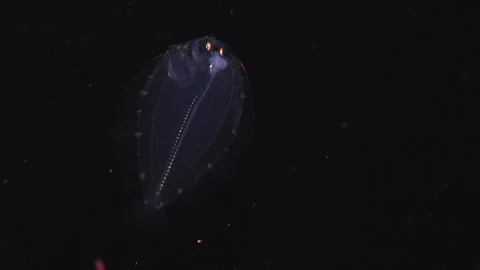 Transparent Flatfish Larva Overhead View in Night Dive Stock Footage 334588655