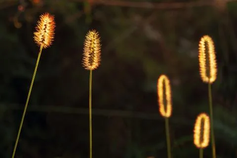 Transparent flowers with back light Stock Photos