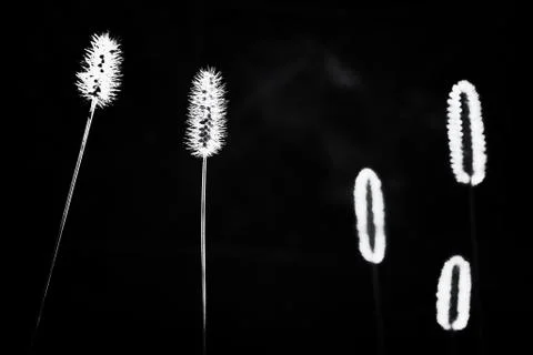 Transparent flowers with back light Stock Photos