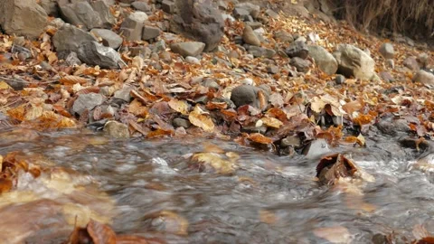 Transparent forest stream, close up Stock Footage 142755100