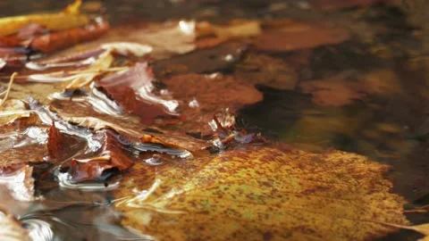 Transparent forest stream, close up Stock Footage 142755268