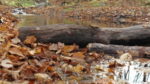 Transparent forest stream, close up Stock Footage 142756663