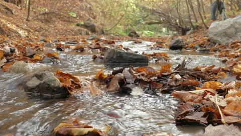 Transparent forest stream with fallen leaves Stock Footage 142757579