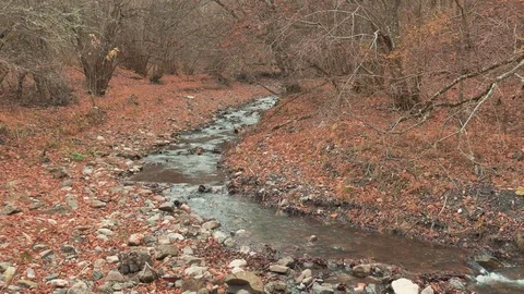 Transparent forest stream Stock Footage 70470586