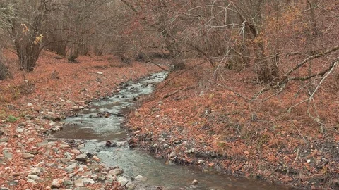 Transparent forest stream Stock Footage 70470627