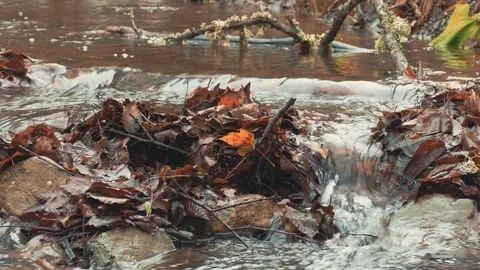 Transparent forest stream Stock Footage 70471226