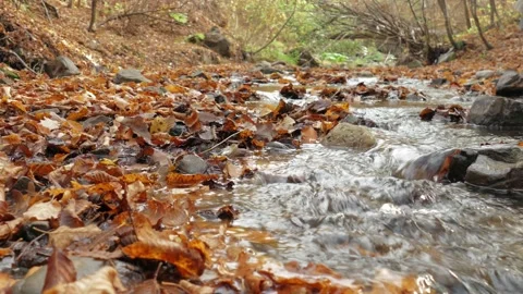 Transparent forest stream Stock Footage 142757420