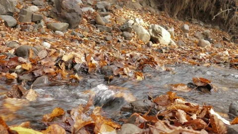 Transparent forest stream Stock Footage 142757821