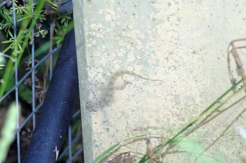 Transparent gecko Stock Photos