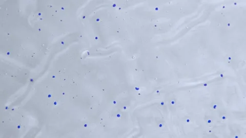 Transparent gel with blue balls Stock Footage 252195699