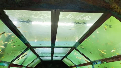 Transparent glass walls and ceiling in an aquarium with fish, panorama Stock Footage 295105100