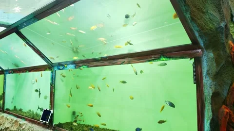 Transparent glass walls and ceiling in an aquarium with fish, panorama Stock Footage 296579434