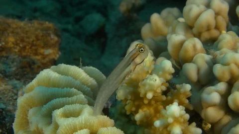 Transparent goby on anemone vibrates and then escapes, Red Sea, Egypt Stock Footage 104720457