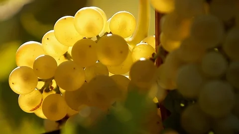 Transparent grape berries glow from the sunlight. Stock Footage 127321745