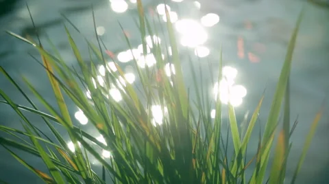 Transparent grass in the wind with waiving water and sparkles. Vídeos de archivo 47221733