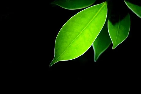 Transparent green leaf with black background Stock Photos