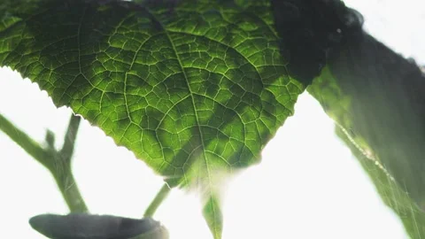 Transparent green leaf of a plant Stock Footage 195855203