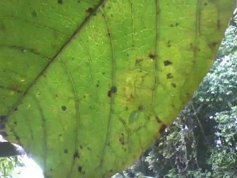 Transparent green spider is seen in the park on a leaf, rare and exotic! Stock Footage 163678057