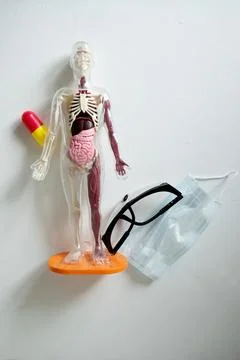 Transparent human anatomy model with visible organs skeleton and muscles Stock Photos