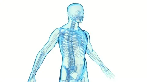 Transparent Human Body Stock-Footage 12623218