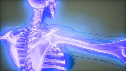 Transparent Human Body with Visible Bones Stock Footage 126388369