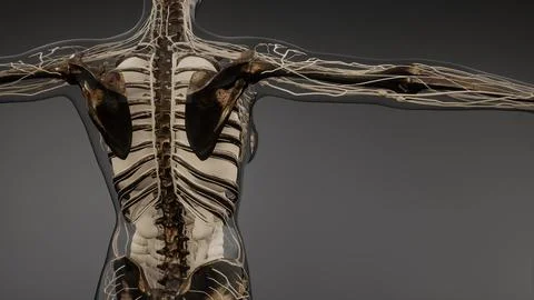Transparent Human Body with Visible Bones Stock Illustration