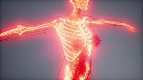 Transparent Human Body with Visible Bones Stock Illustration