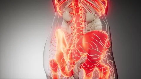 Transparent Human Body with Visible Bones Illustrazione stock