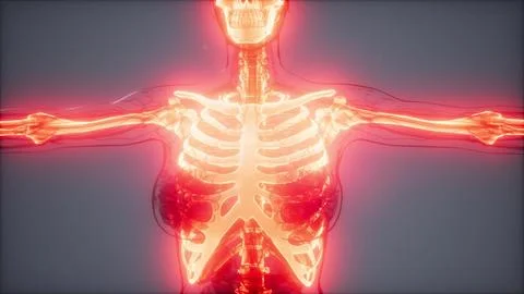 Transparent Human Body with Visible Bones Illustrazione stock