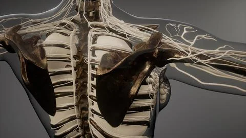 Transparent Human Body with Visible Bones Stock Illustration