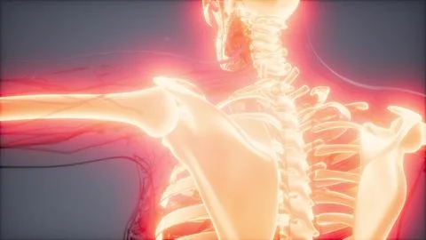 Transparent Human Body with Visible Bones Stock Illustration