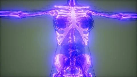 Transparent Human Body with Visible Bones Illustrazione stock
