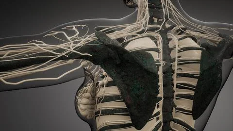 Transparent Human Body with Visible Bones Stock Illustration