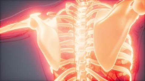 Transparent Human Body with Visible Bones Stock Illustration